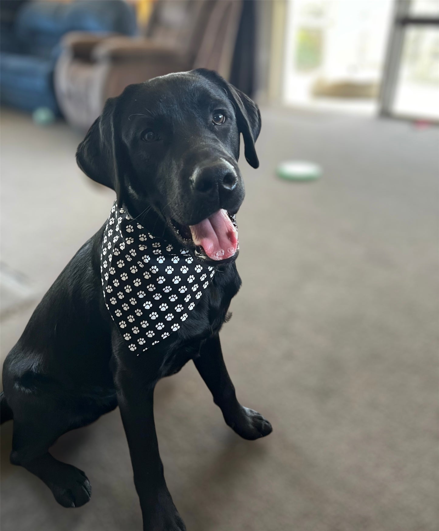 Black and White Paw Print