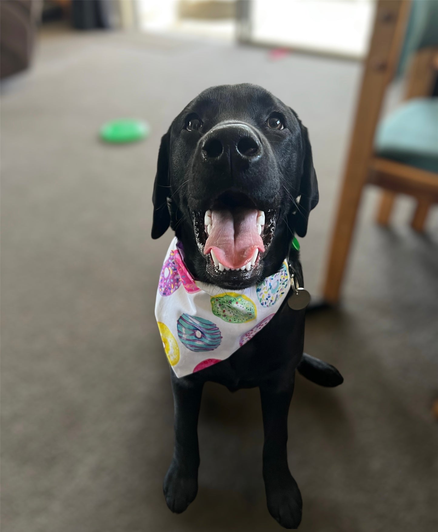 Donuts Dog Bandana