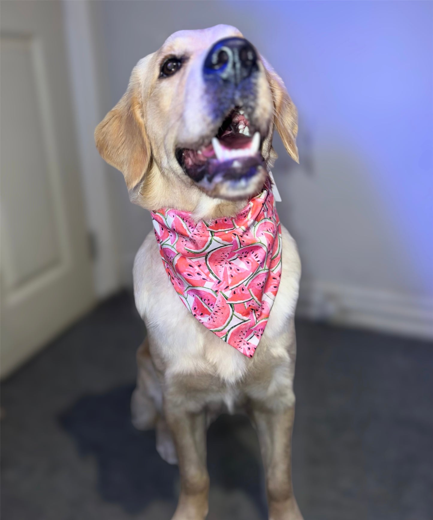 Watermelon Dog Bandana