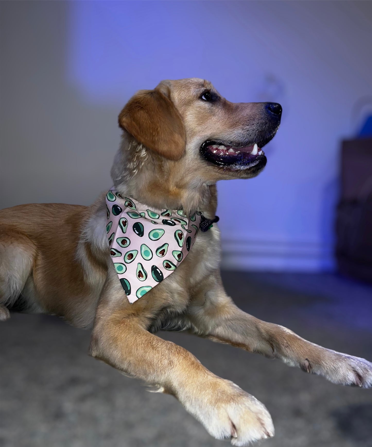 Pink Avocado Dog Bandana